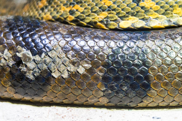 istock Green Anaconda Snake 1087842408