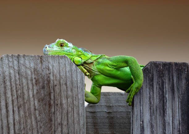 istock Bright Green Iguana on Wood Fence 1087842434