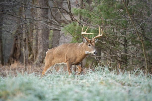 istock White-tailed deer buck in open meadow 1087842438