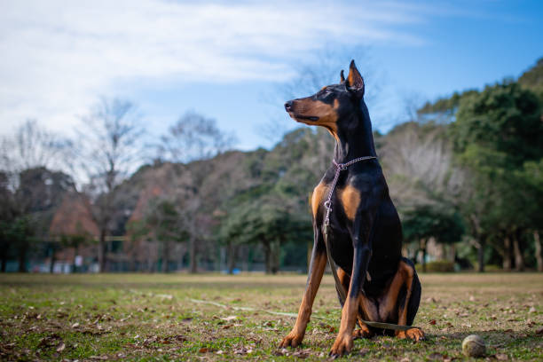 Doberman Doberman doberman pinscher stock pictures, royalty-free photos & images