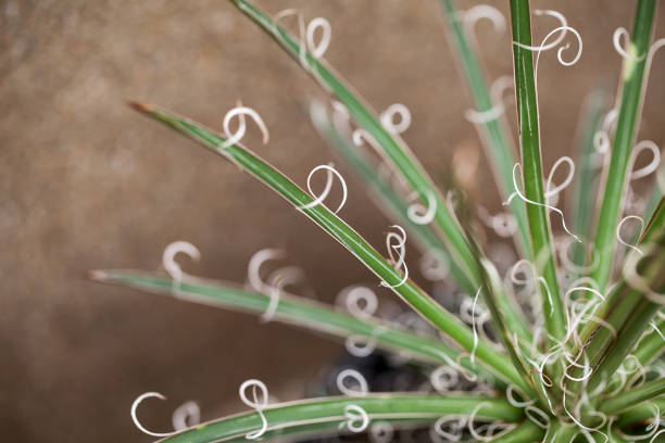 istock close up of Agave x leopoldii cactus 1087847782