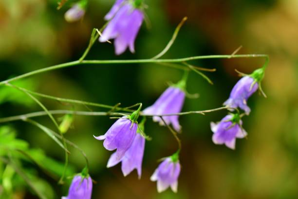 istock Adenophora takedae / Campanula / Bellflower 1087850128