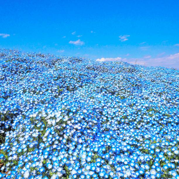 100+ Nemophila Flower Field At Hitachi Seaside Park In Ibaraki