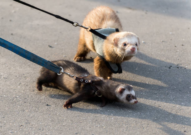 Two ferret for walk with a collar and leash stock photo