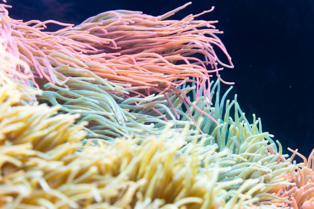 istock Heteractis magnifica, Colored long tentacle Anemone 1087856604