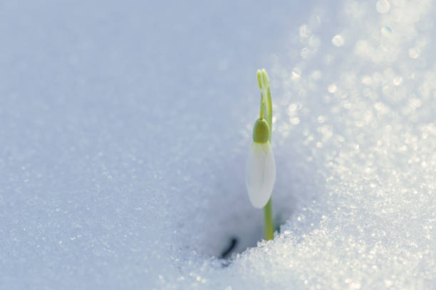 istock First spring flowers. Small white snowdrop flower, rising up from under the snow on forest meadow. 1087860404