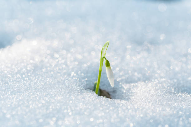 First spring flowers. Small white snowdrop flower, rising up from under the snow on forest meadow.