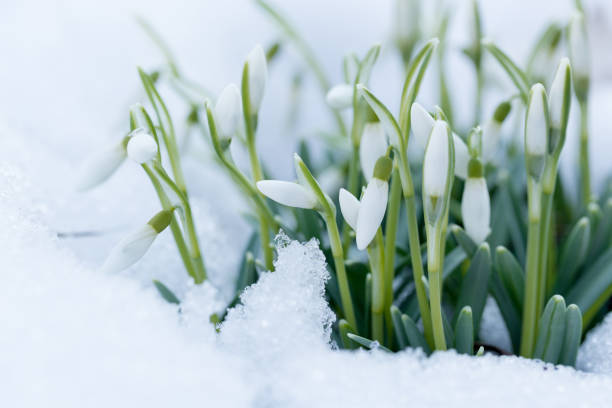 istock Snowdrops flowers rising up from snow at spring forest. 1087860428