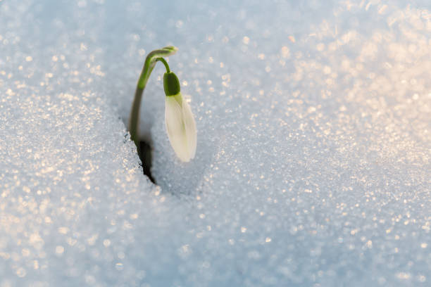 istock First flowers. Spring snowdrops flowers in the snow. 1087860444