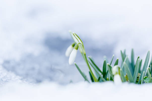 istock Snowdrops flowers rising up from snow at spring forest. 1087860456