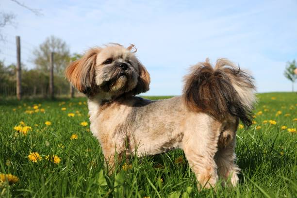 istock lhasa apso portrait in the garden 1087861220