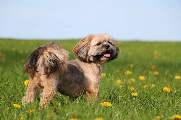 lhasa apso retrato no jardim - lhasa apso - fotografias e filmes do acervo