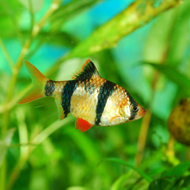 istock Tiger barb Puntius tetrazona in aquarium 1087862448