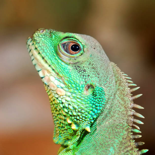 istock colorful green lizard close-up 1087862458