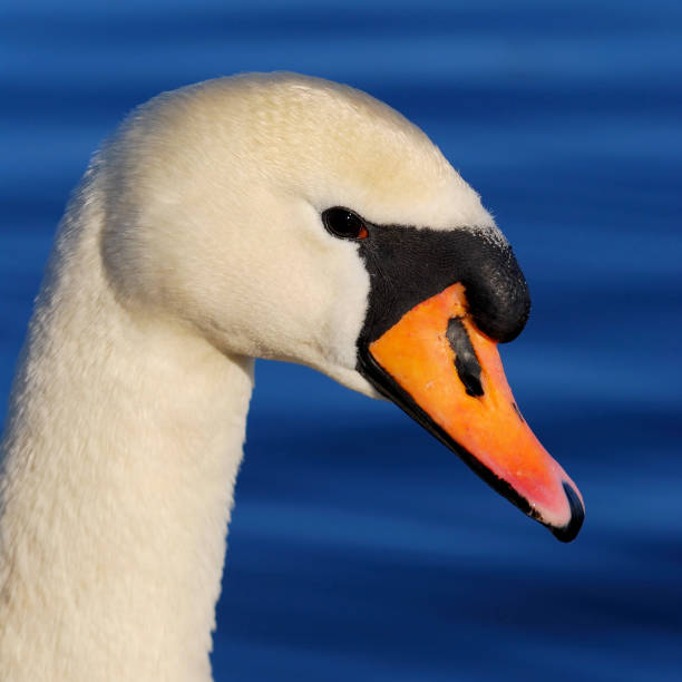 istock white swan on blue still water 1087862694