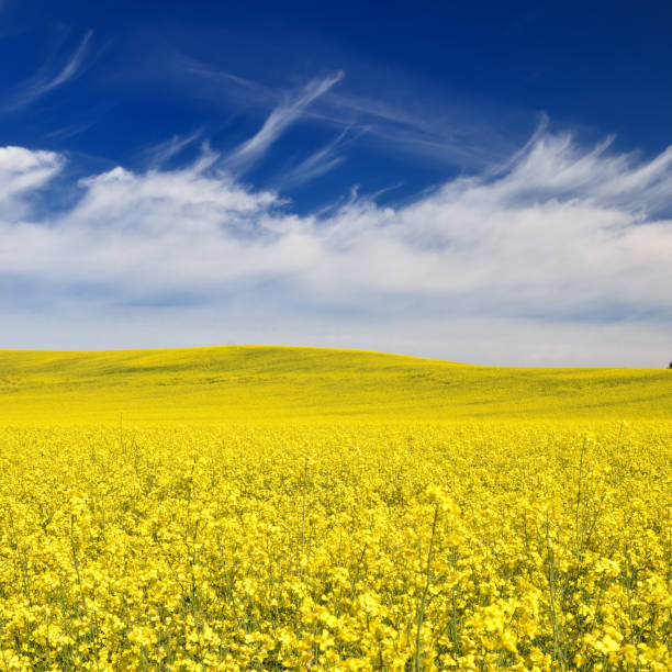 istock yellow rapeseed field in Latvia 1087862714