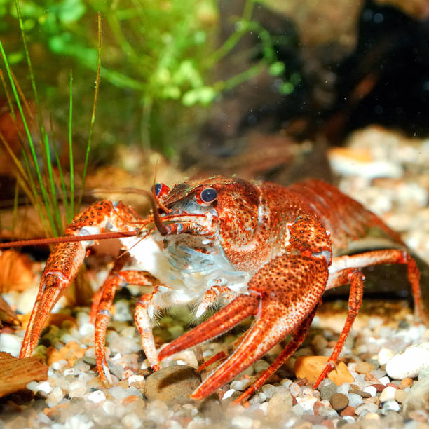 istock Narrow-clawed crayfish Astacus leptodactylus in nature 1087862798