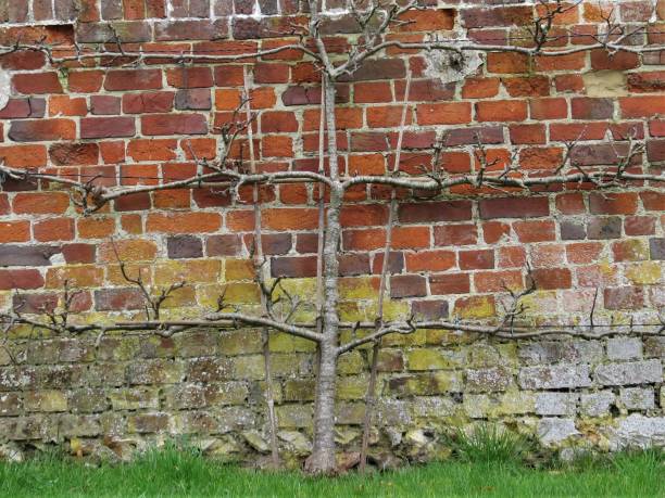 istock espalier apple tree in winter against red brick wall 1087862866