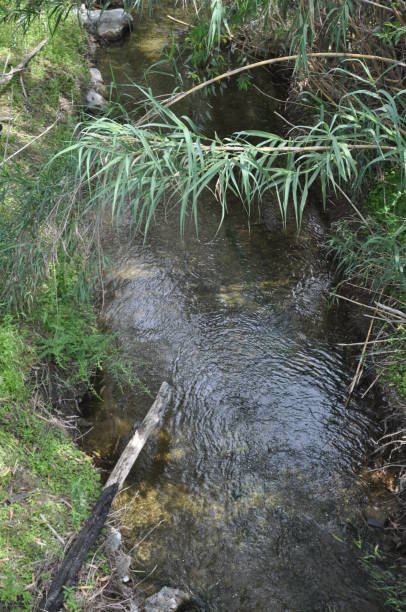 istock The beautiful river in the forest in Cyprus 1087862914