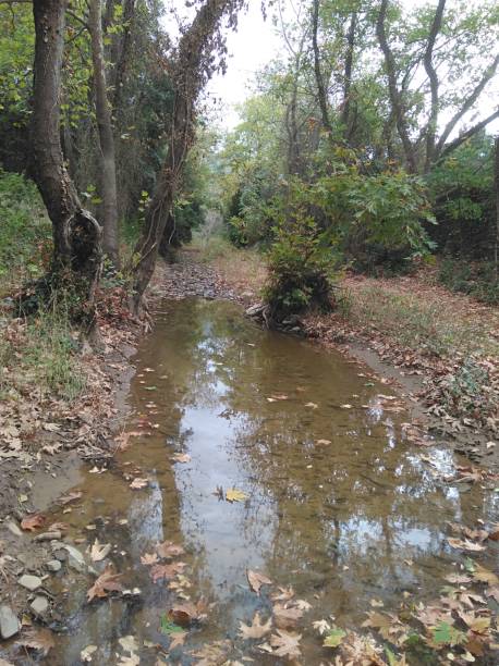 istock The beautiful river in the forest in Cyprus 1087863022