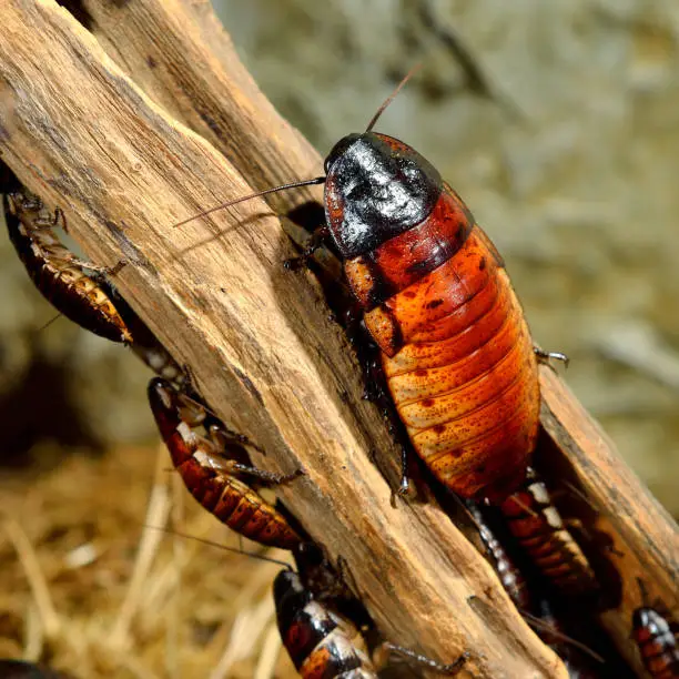 Photo of Madagascar hissing (Gromphadorhina portentosa) cockroach