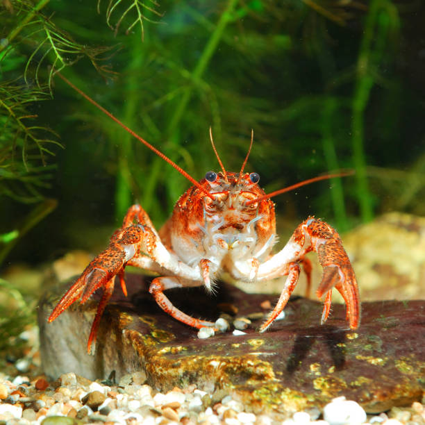 istock Narrow-clawed crayfish Astacus leptodactylus in nature 1087863044