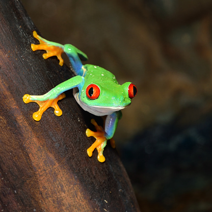 red-eye frog  Agalychnis callidryas in terrarium