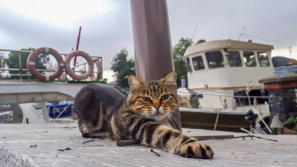 istock Wild kitten lying on wooden surface at pier. 1087863194