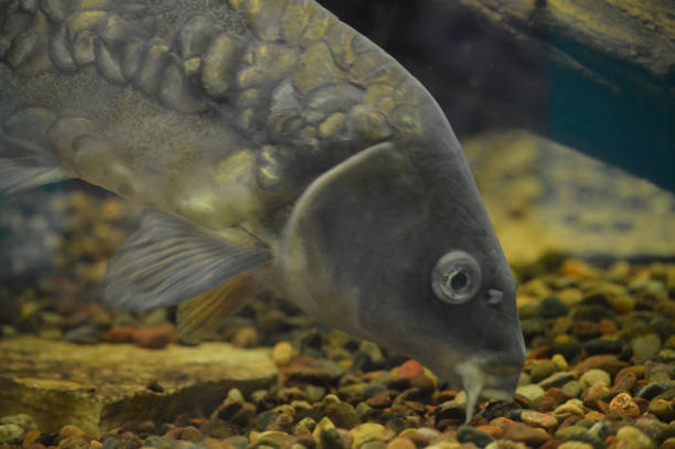 istock Carp fish in the tank 1087865452