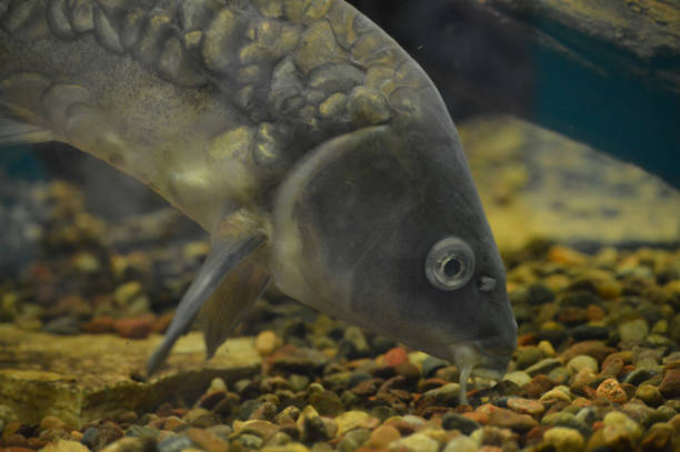 istock Carp fish in the tank 1087865716
