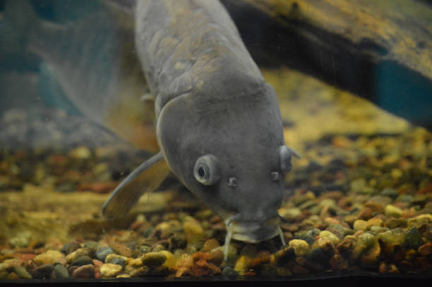 istock Carp fish in the tank 1087865770