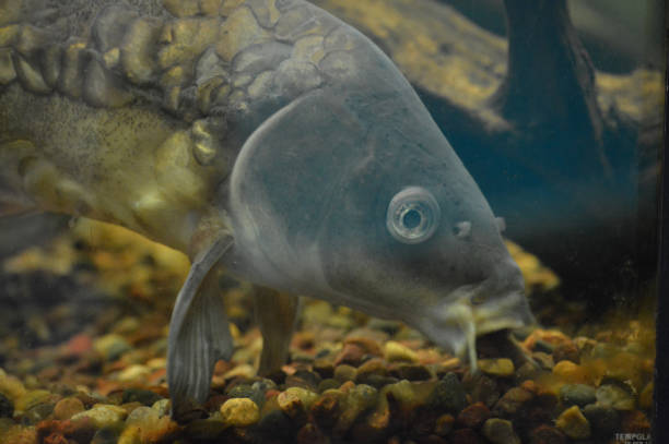 istock Carp fish in the tank 1087865774