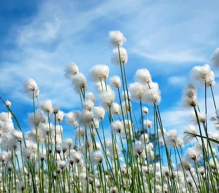 Flowering plant cotton grass on  background of blue sky