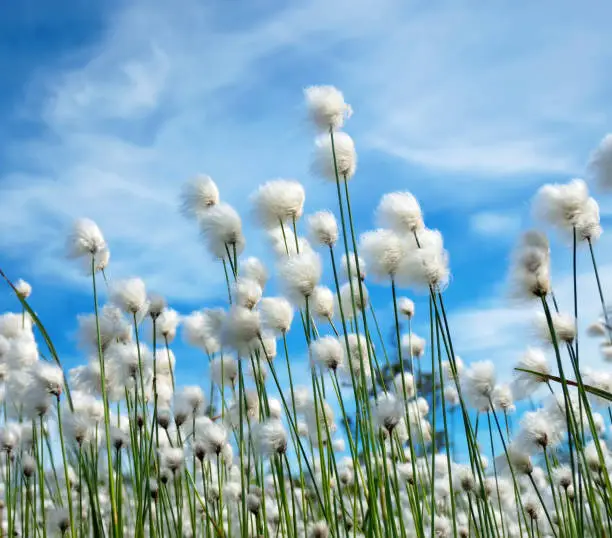 Flowering plant cotton grass on  background of blue sky