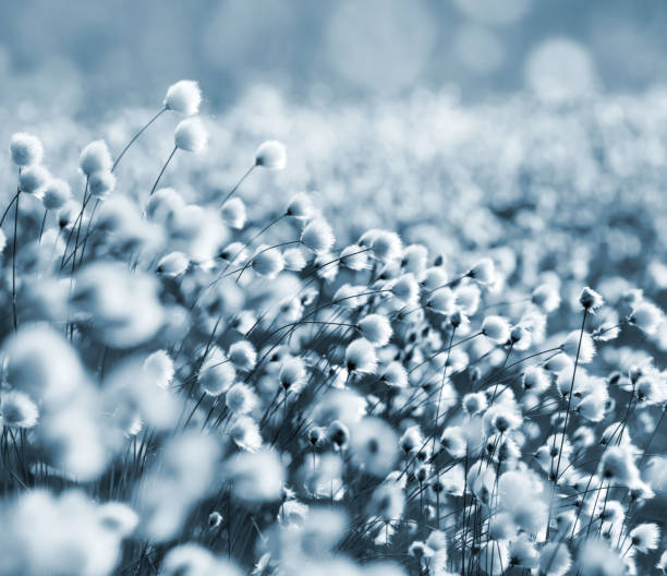 blooming arctic cotton - cotton grass sedge grass nature imagens e fotografias de stock