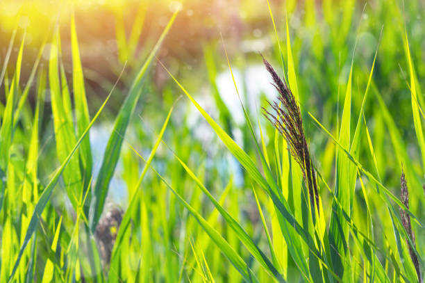 istock Natural background with reed plant 1087868160