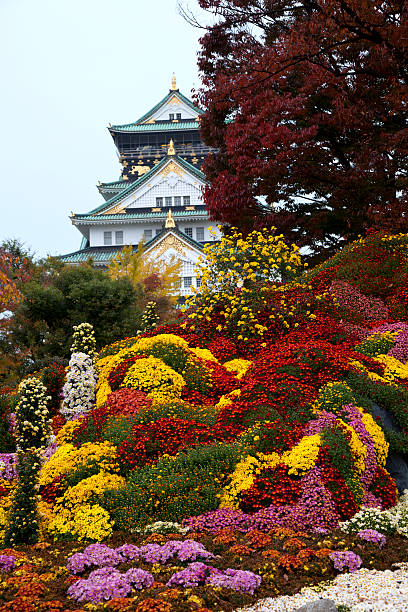 osaka castle flowers osaka castle with a huge autumn flower display in the foreground,focus on the flowers osaka castle stock pictures, royalty-free photos & images