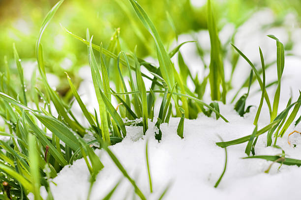 spring grass with snow stock photo