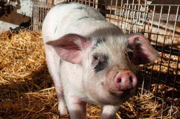 istock Pig indoor on a farm yard in England. 1087875898