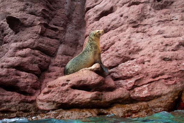 A Sea Lion in La Paz in Mexico