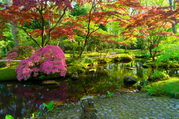 istock japanese garden in The Hague 1087879394