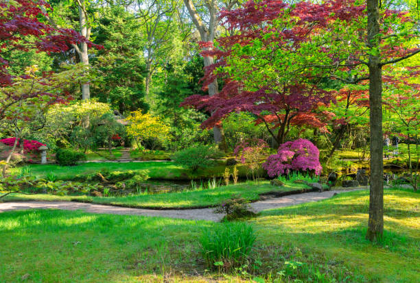 istock japanese garden in The Hague 1087881612