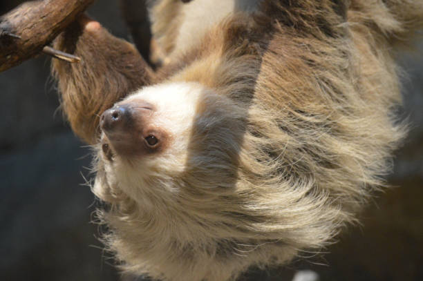 istock Sloth hanging on a branch 1087881860