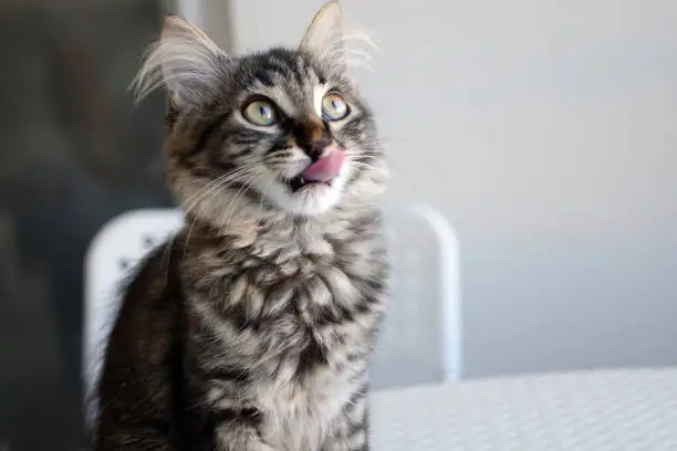 Photo of Cute black and grey kitten sitting on table, looking up and licking its lips