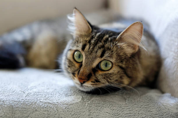 istock Cute black and grey cat lying on sofa looking at camera 1087882134