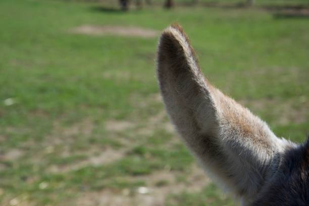 A sharp close up of a furry donkey's ear, with a green field in the background