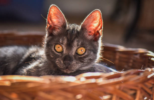 istock From the life of kittens 1087883870