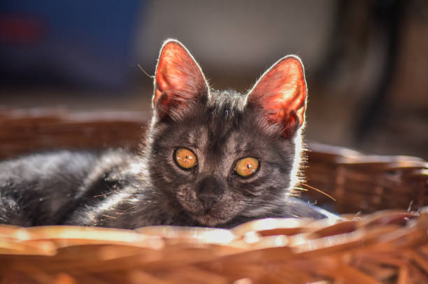 istock From the life of kittens 1087883898