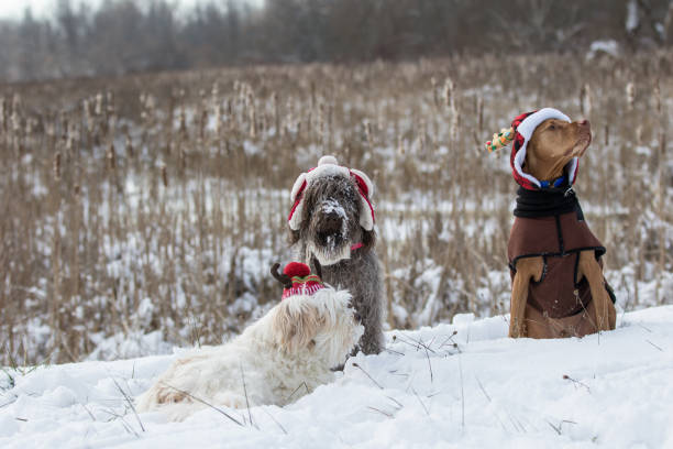 istock three dog friends at Christmas 1087883934