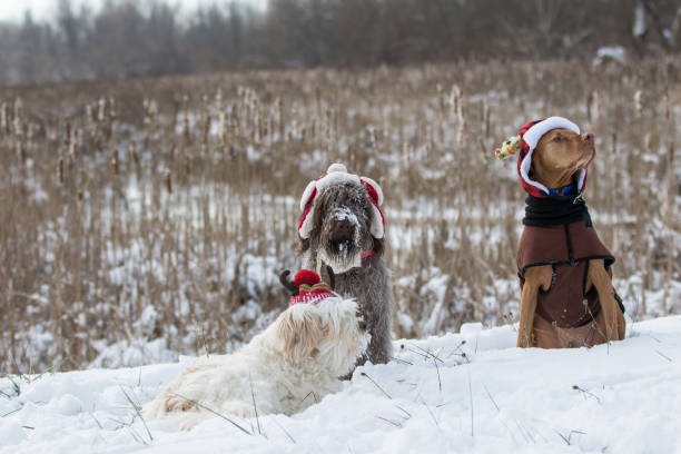 istock three dog friends at Christmas 1087883958